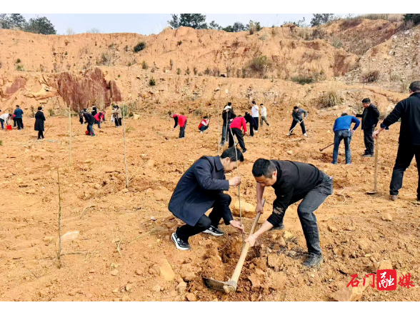 蒙泉镇：开展义务植树活动