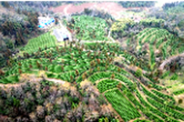 白云山国有林场：春雨润茶山 春茶采摘忙