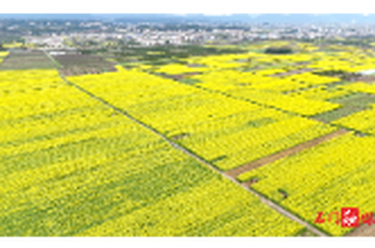 赴一场花海之约，石门春日氛围感拉满！