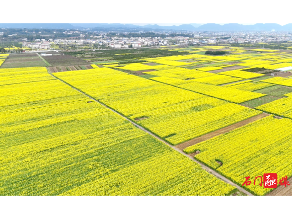 赴一场花海之约，石门春日氛围感拉满！
