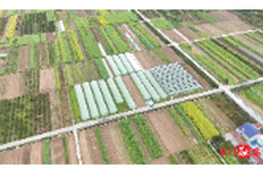 易家渡镇：沃野春耕忙 育秧正当时