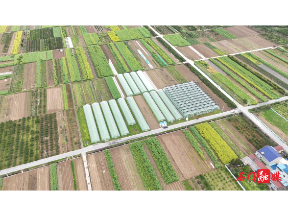 易家渡镇：沃野春耕忙 育秧正当时