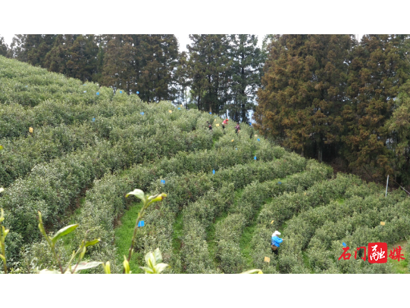 白云山林场：千亩春茶开采 茶香引路富民增收