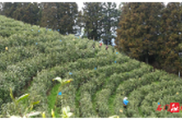 白云山林场：千亩春茶开采 茶香引路富民增收