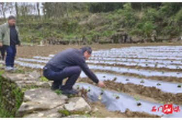 子良镇：抢抓农时促春管 技术服务到田间