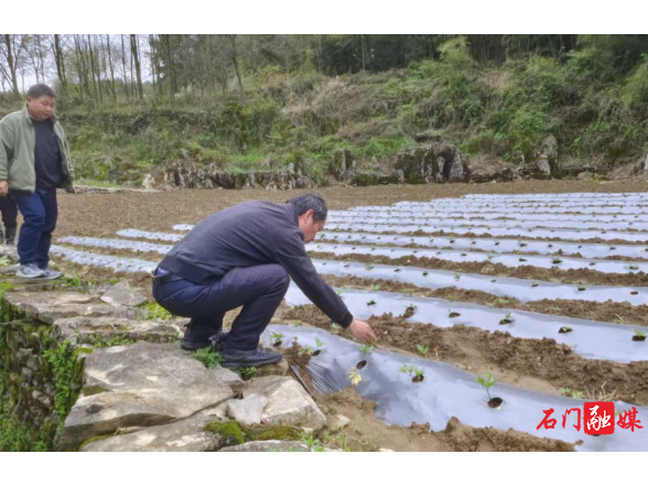 子良镇：抢抓农时促春管 技术服务到田间