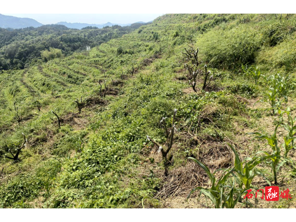 三圣乡：阿蜜达柑橘品改园 粮果套种促增收