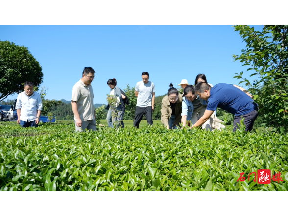 灾后重建进行时 | 省、市专家精准支招 助力我县茶园病虫害防控与灾后重建