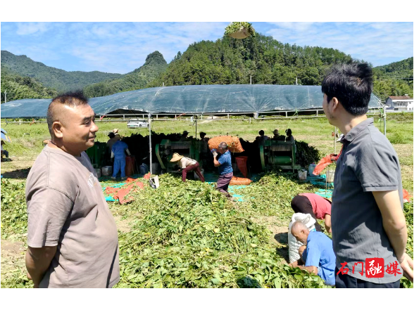 磨市镇：金秋秸秆归仓“变宝”，综合利用落地增效