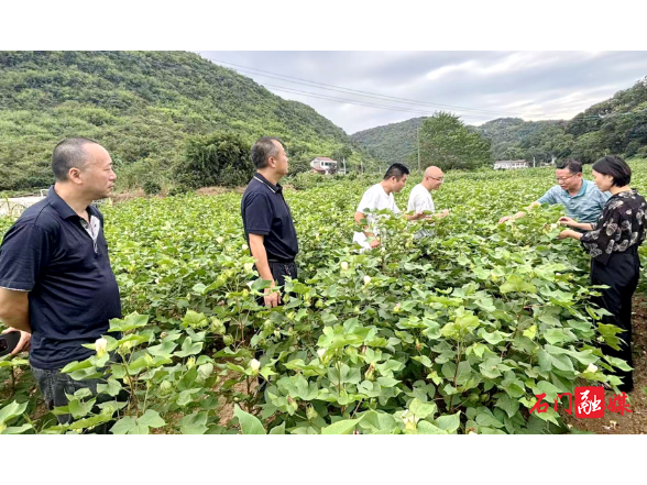新铺镇：专家田间“把脉”送良策 助力棉花丰产增收