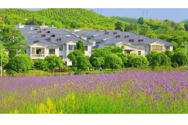 马鞭草花开紫色浪漫 乡村旅游“景”上添“花”