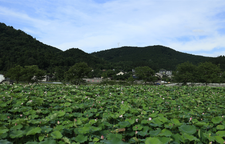 阳山古村：荷花盛开 “荷”你相约