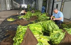 我县25万亩烟叶开烤 一体化服务让烟叶提质烟农省心