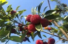 持续深化“六大行动” 全力实施“开局八好”｜浩塘镇栗木村：百亩杨梅丰收忙 甜蜜滋味促振兴