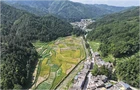 白水瑶族乡：暴雨致农作物受损 民兵服务队助农抢收