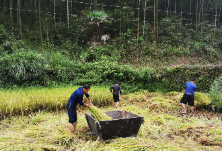 小溪口村：抓住天气抢秋粮