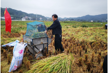 林城镇：与时间赛跑，干部群众齐心协力抢收稻谷