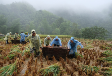 阴雨连天谷遭殃，干群合力抢收忙