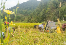 炮团：干群之花开放在田野之上