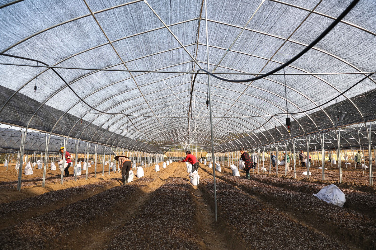 乡淫羊藿育种育苗培育示范基地,村民们抢抓有利时机,开展淫羊藿种植