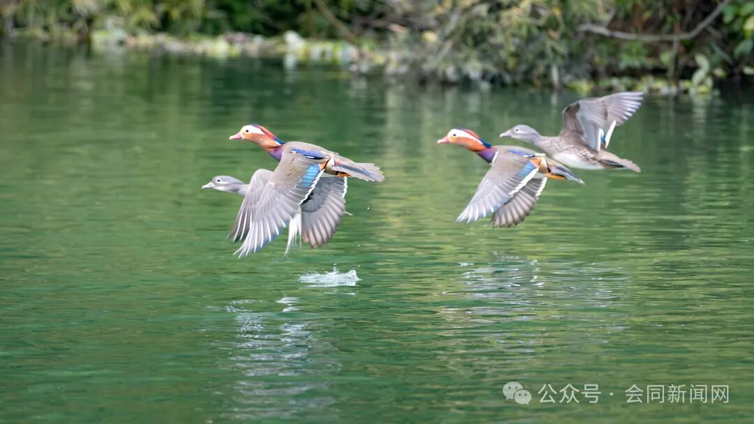 本次监测，拍摄到成群结队的鸳鸯、苍鹭、䴙䴘等在水面追逐嬉戏。特别是红嘴鸥在会同渠水水域首次监测发现，证明了会同的生态环境越来越好。.jpg