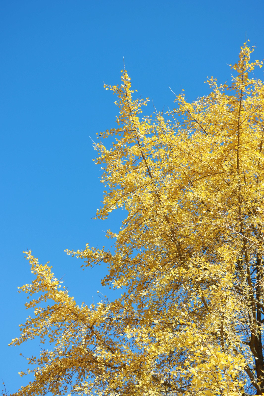 IMG_2746_副本.jpg IMG_2746_副本.jpg