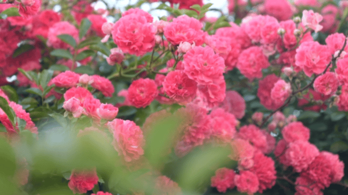AB5EEA27-E736-407C-AADA-A9745E975F4D.gif