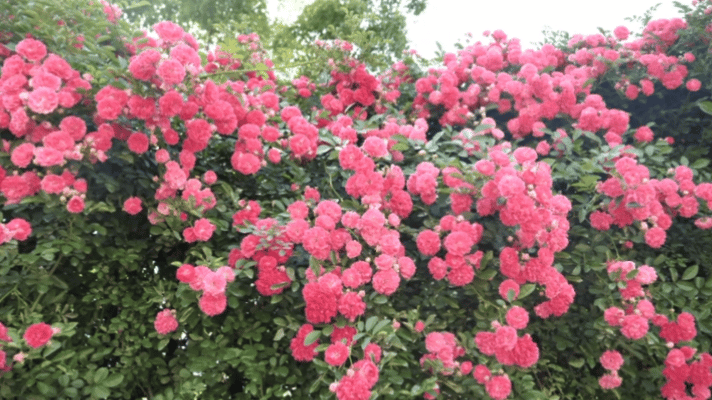 42FC3A9E-76FD-48FD-A179-402D49D661D3.gif