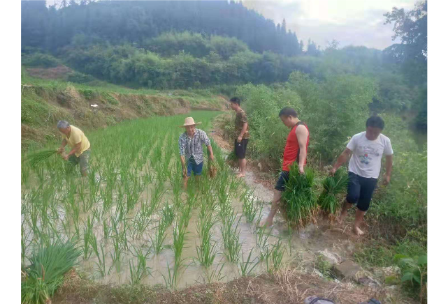 【我为群众办实事】地灵乡江边村党员帮助群众犁地插秧