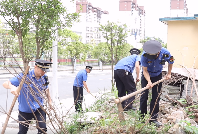 会同城管全面整治“城市菜地”