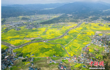 春日赏花季！湖南会同万亩油菜花田竞相绽放