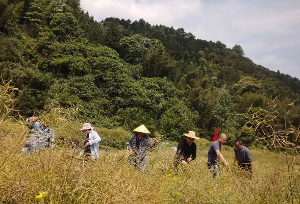 团河镇：党员群众齐上阵，收割油菜暖人心