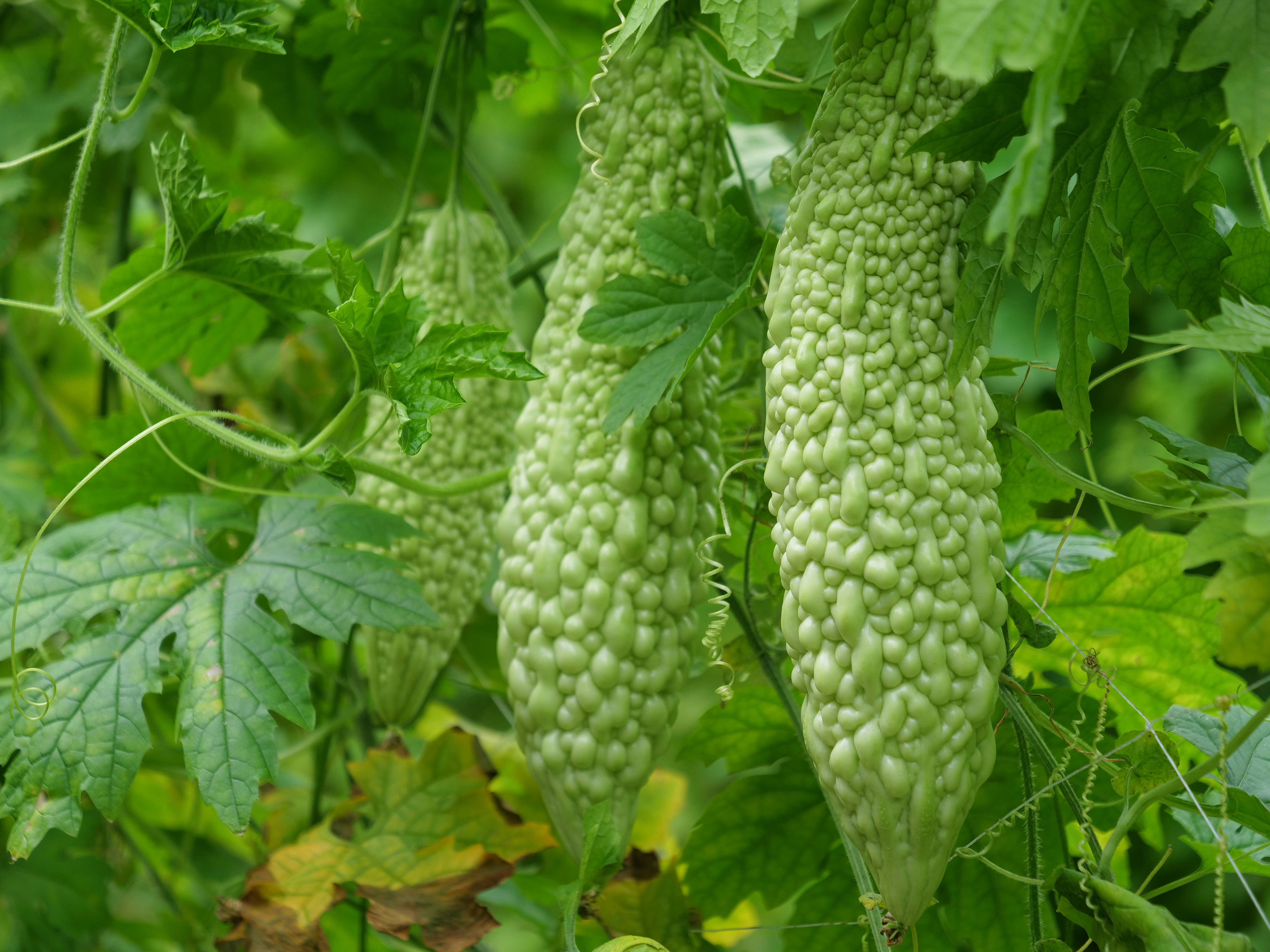 7496072190420937628.jpg 7496072190420937628.jpg