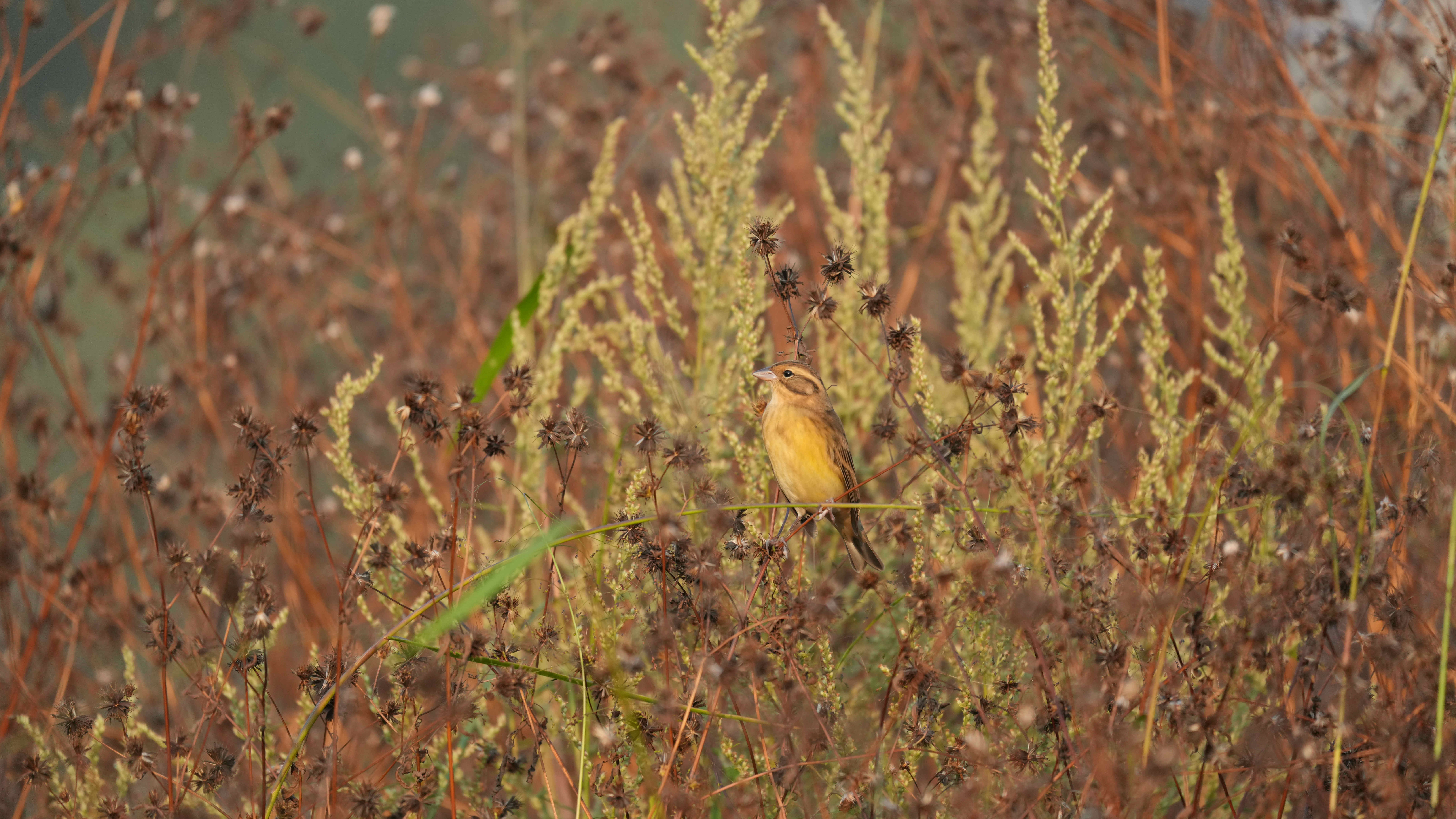 DSC02418_副本.jpg DSC02418_副本.jpg