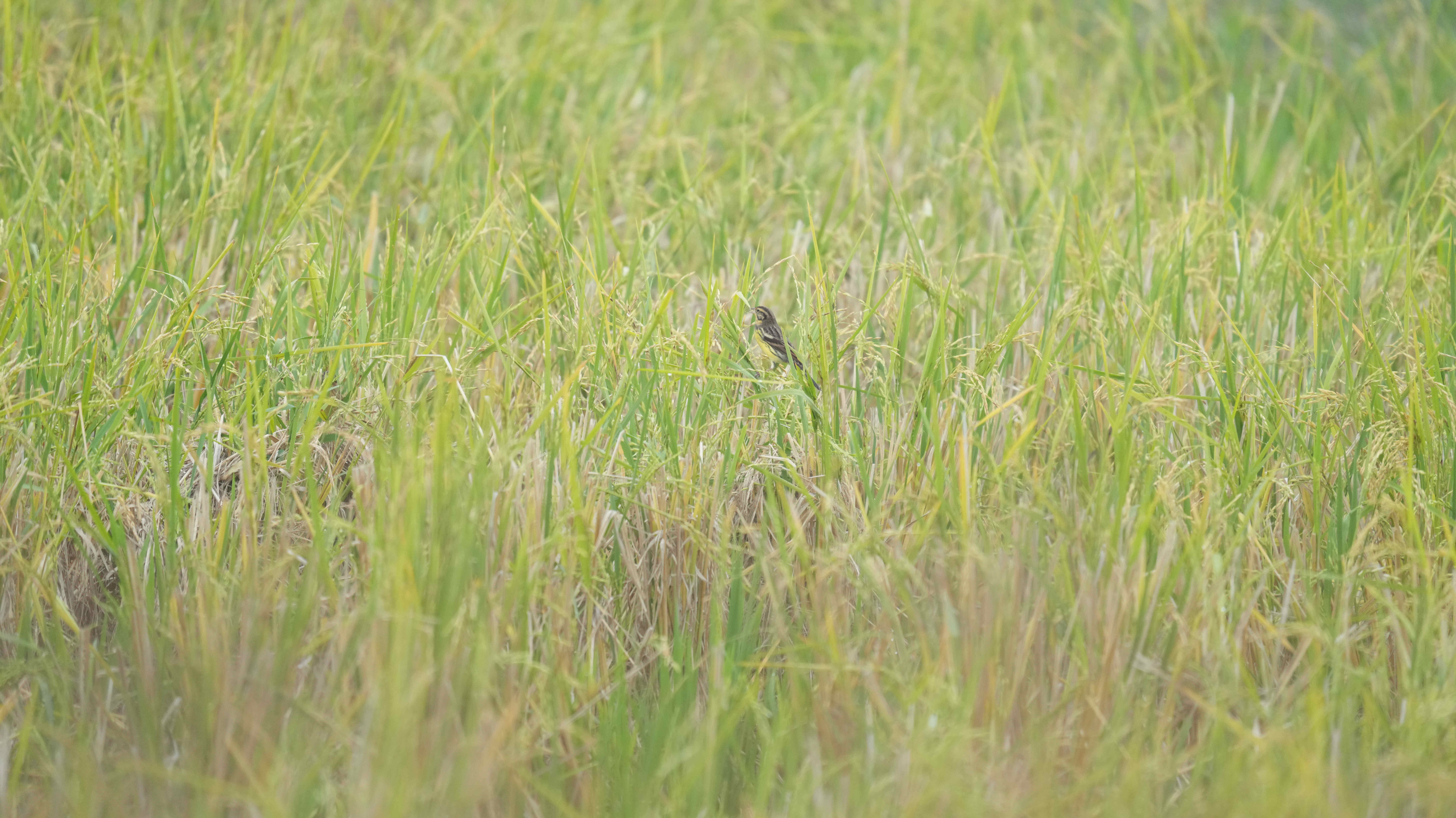 DSC02537_副本.jpg DSC02537_副本.jpg