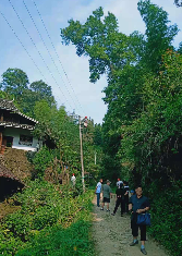 地灵乡：乡村齐力消除朽树倾倒危险