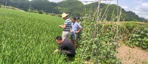 【我为群众办实事】若水镇：禾苗“生病”村民急      专家“问诊”解民忧