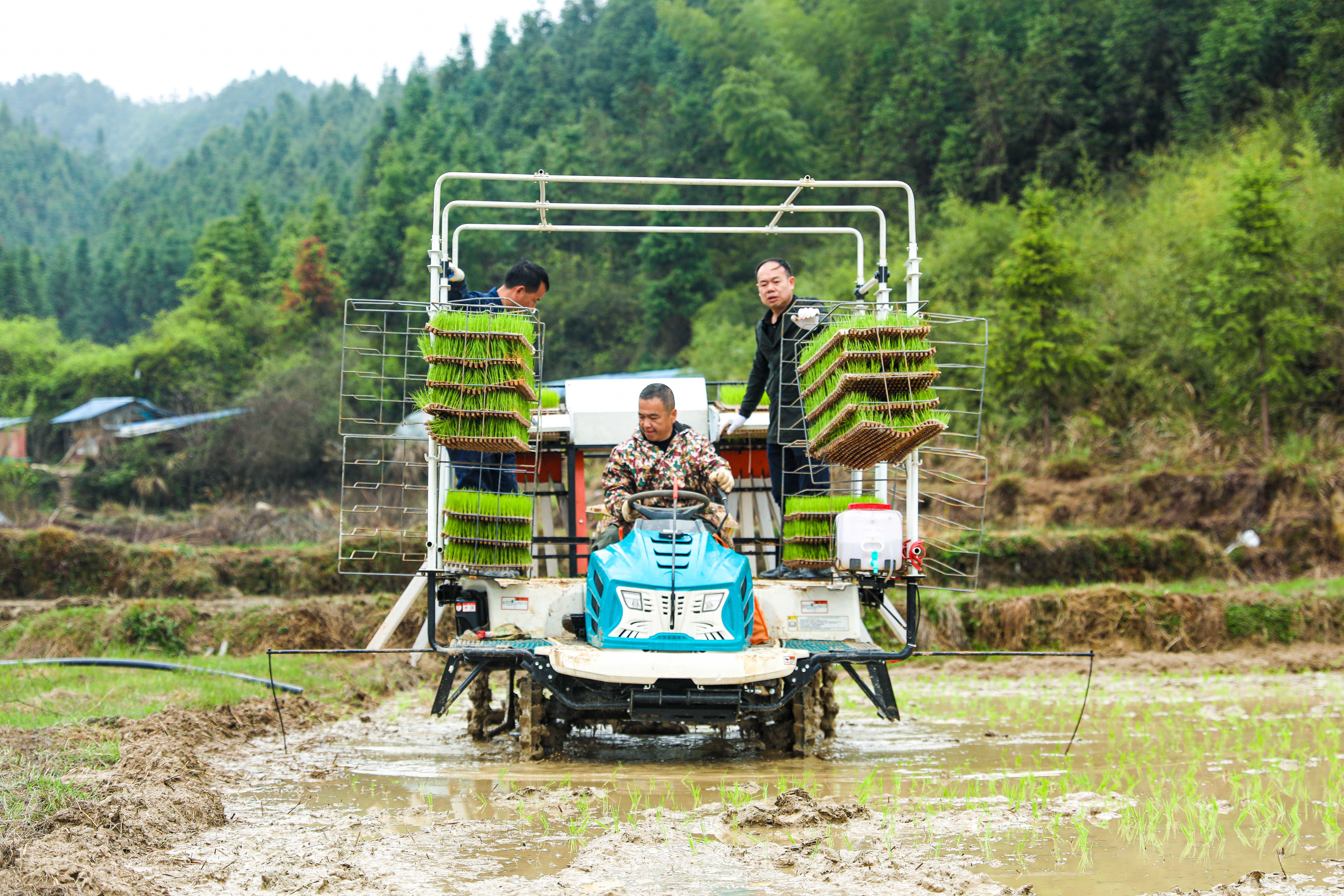 奮進的春天春耕生產及時雨會同縣舉行機拋秧現場演示會