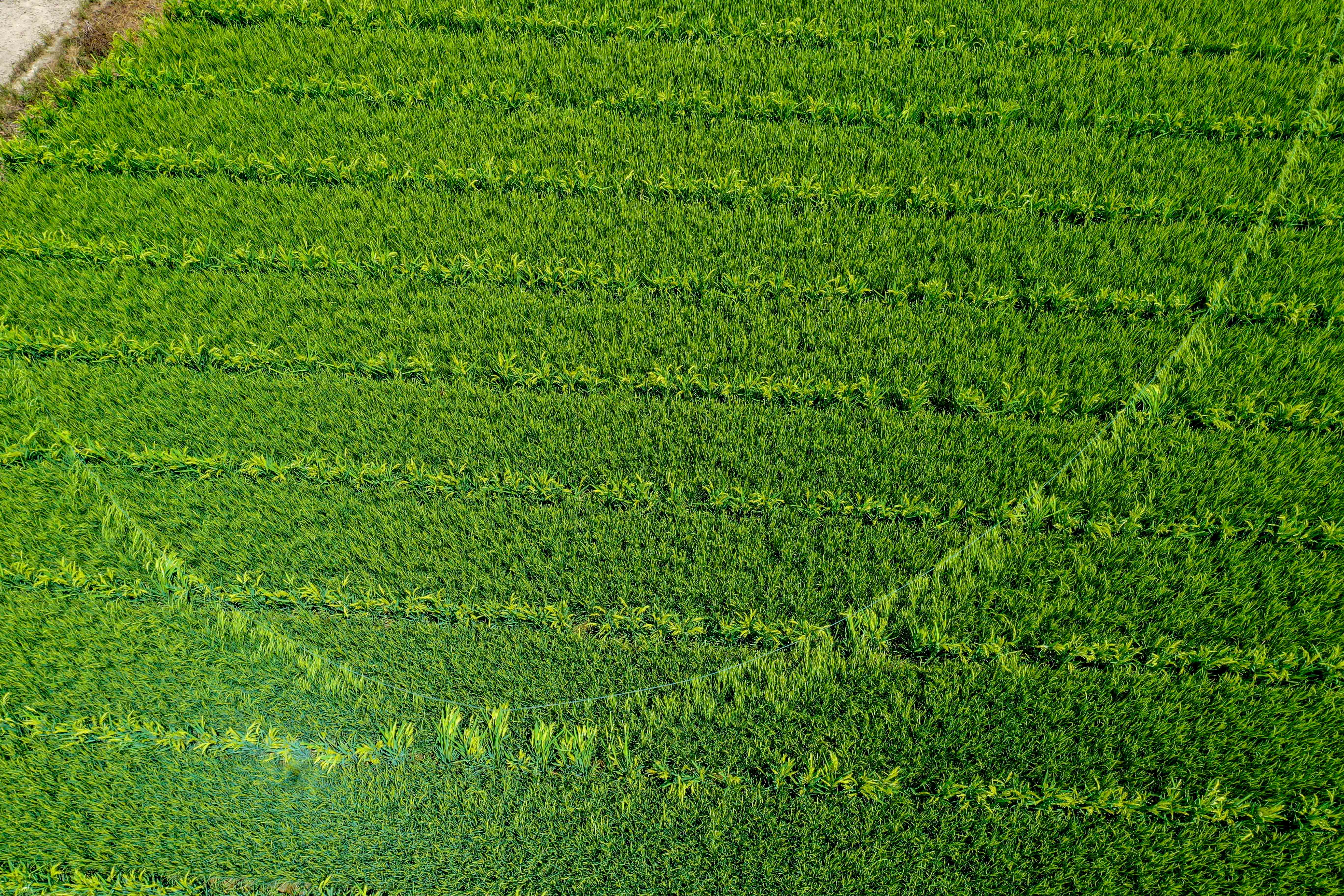 DJI_0197.jpg