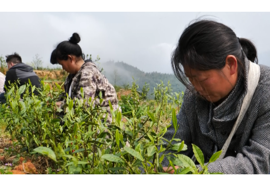 胜溪村:茶园春日暖 采茶正当时