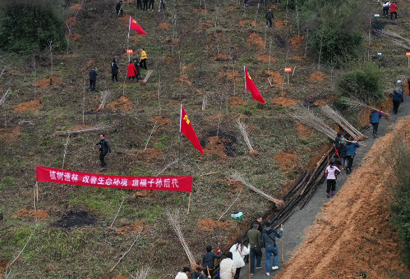 市政协副主席、县委书记杨陵俐带队参加义务植树活动