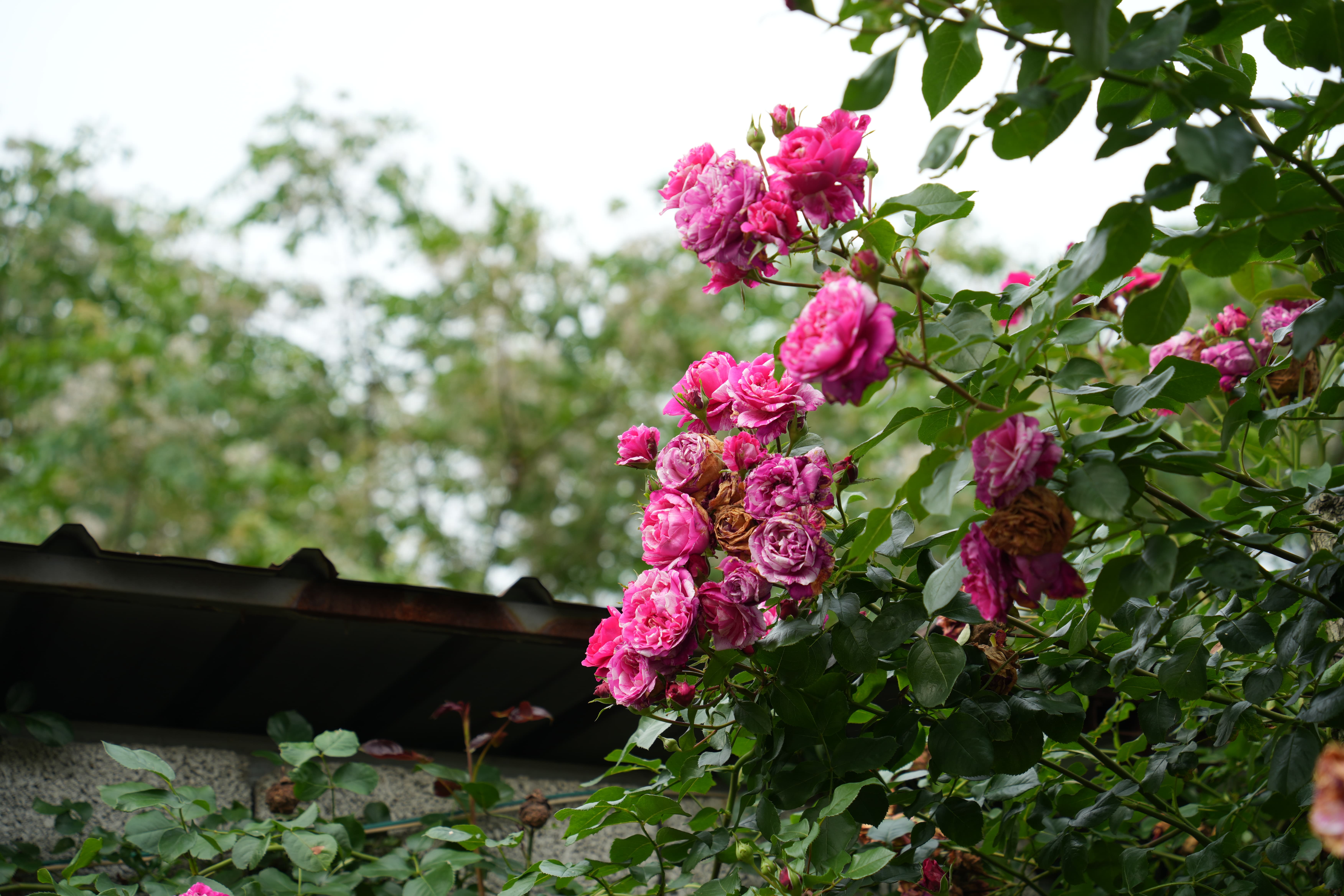 DSC05891.JPG
