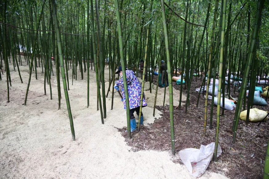 雷笋穿“秸秆羽绒服”保暖又高产