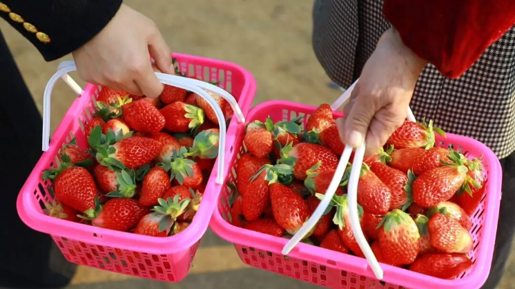 从2户试种到80户抱团！草莓撑起塔水村 “甜蜜生计”