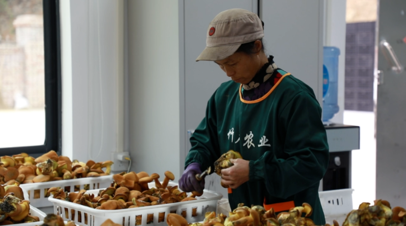 北湖“菌”事首发！“智”造丰收盛景