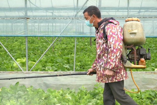 护航“菜篮子”！农技人员深入田间开“御寒”良方