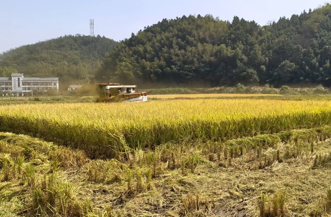 从“会种地”到“慧种地”，北湖晚稻开镰有“智”更有量