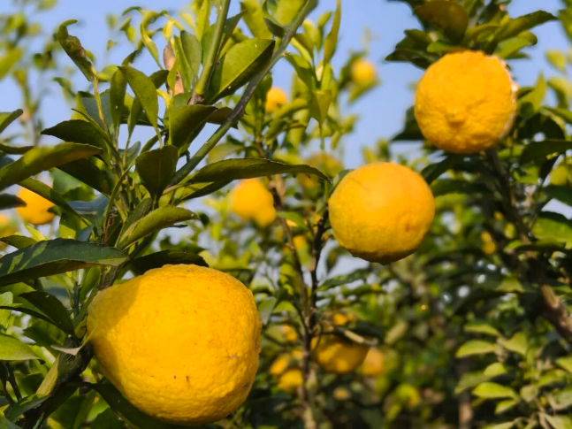 一起助农｜北湖果农5万斤黄金贡柚滞销，急盼援手！