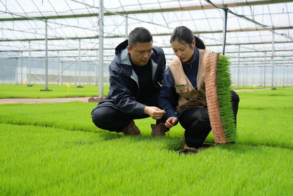 这个“95后”新农人：会开10种农机，种4000多亩田