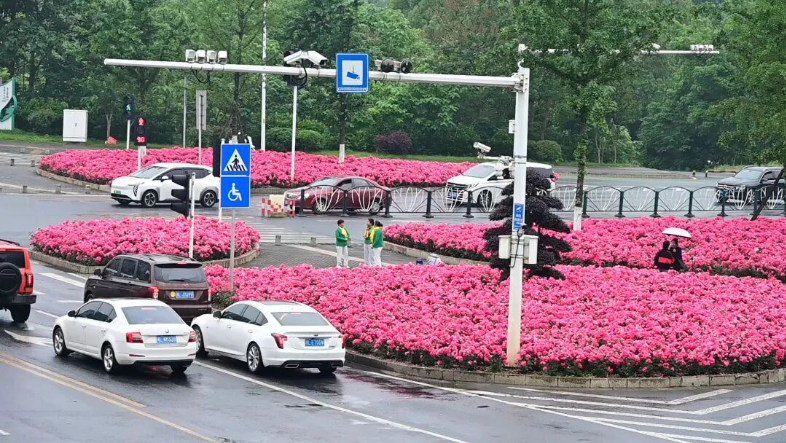 北湖又添神仙打卡地！邂逅城市中的绯色浪漫